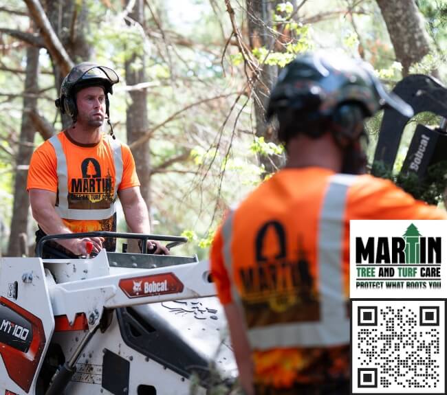 Example of our tree care work